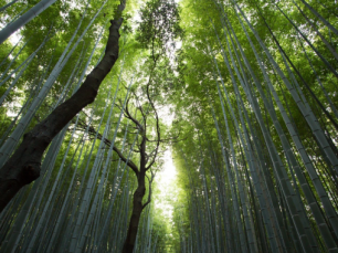 A lição do Bambu Chinês