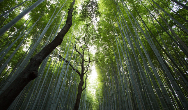 A lição do Bambu Chinês
