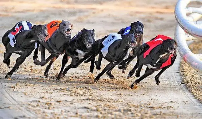 Greyhound Racing is subjected to changes in the UK